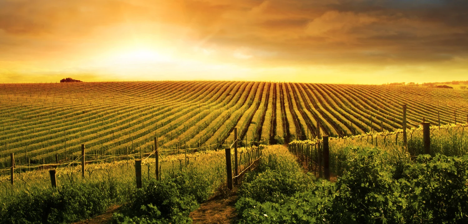Napa Valley Wine Tours